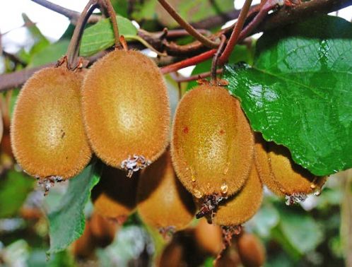 �deal Tar�m G�rele'de Kivi Al�m�na Ba�lad�