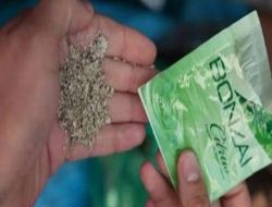 Dikkat..Bonzai ��gali