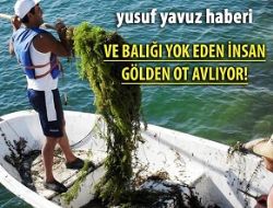 Ve bal��� yok eden insan g�lden ot avl�yor!