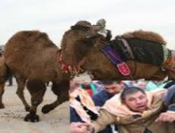 Develer g�re�ti, sahipleri kavga etti