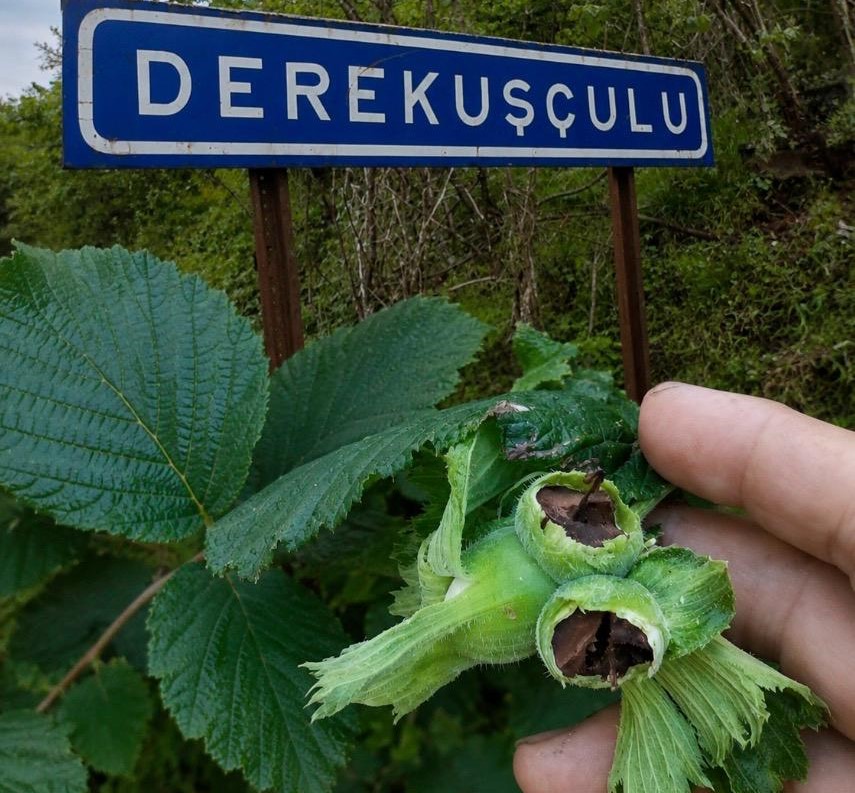 Kokarca tehlikesi b�y�yor