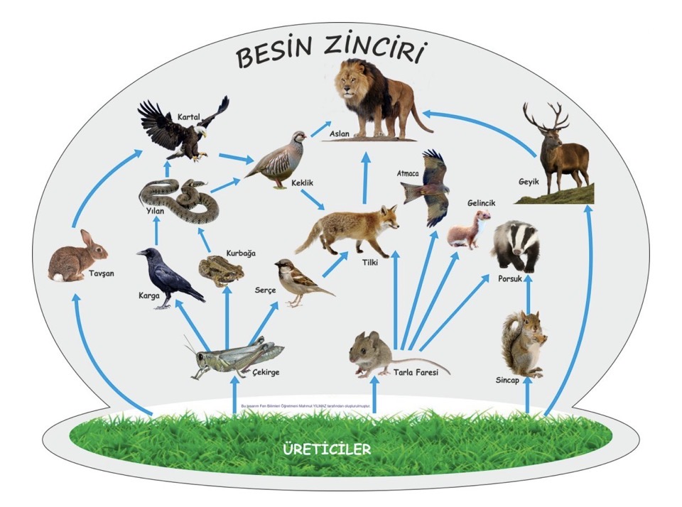 Besin zinciri nedir?