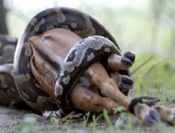 8 Metrelik Y�lan Antilobu B�yle Yuttu