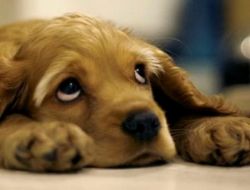 Hayvanlara Y�nelik �iddet Protesto Edildi