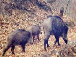 A� Kalan Domuzlar Sahile �ndi