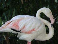 D�nyan�n en ya�l� flamingosu �ld�