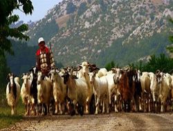 Y�ll�k 50 bin lira maa�la �oban Bulunam�yor