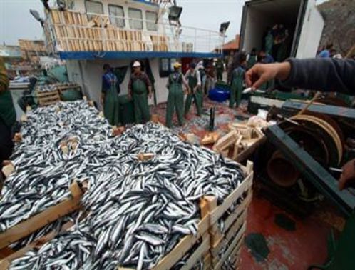 G�rele'de 29 Ton Hamsiye El Konuldu