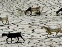 50 bin y�ll�k �s�nma 150 y�la s��d�