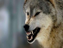 Esenli K�y�'nde Yine Kurt Sald�r�s�