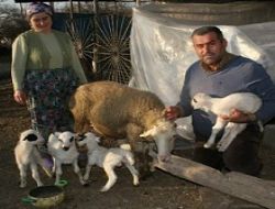 Karya cinsi koyun 6 kuzu do�urdu	